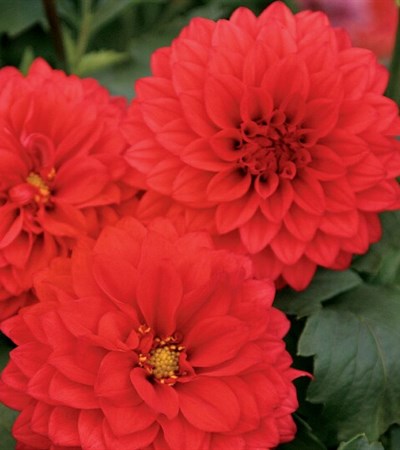 Dahlia Dalina® Grande Topia